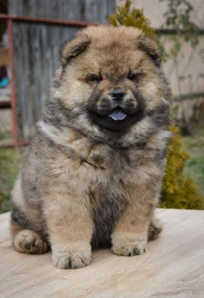 Chow chow stenci